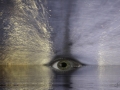 Das Auge