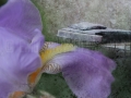 Bett und Blüte