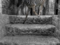 Das Zebra auf der Treppe
