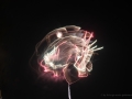 XT3F0140-Neusser-Kirmes-27_08_2019-2