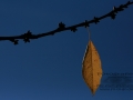 Herbst_14_11_2012_0001__045