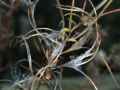 Herbstimpressionen_2012_Elbsee_Hilden_0058