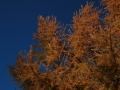 Herbstimpressionen_2012_Elbsee_Hilden_0069