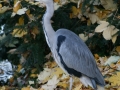 Herbstimpressionen_2012_Elbsee_Hilden_0074