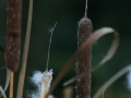 Herbstimpressionen_2012_Elbsee_Hilden_0085