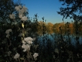 Herbstimpressionen_Elbsee_Hilden_0054