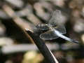 Libelle_02