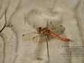 Libelle_Aussichtspunkt_Ohligser_Wald_0105