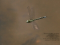 Libelle_Ohligser_Heide_0001