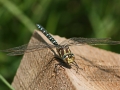 Libelle_Ohligser_Heide_0027 Geschärft
