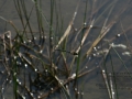 Ohligser_Heide_0050