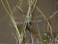 Ohligser_Heide_Libellen_beim_leichen_0032