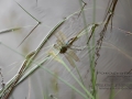 Ohligser_Heide_Libellen_beim_leichen_0048