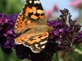 Schmetterlinge 079