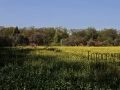 Rapsfeld