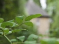 Haus Graven
