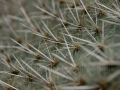 00074 Kaktus Stacheln IMG 2679