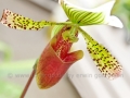00080 Orchidee IMG 2626