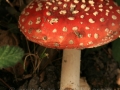 00161 Fliegenpilz 0058