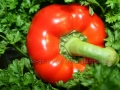 00173 Paprika in Petersilie 0014