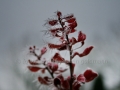 00174 Pflanzen mit Eiskristallen 01001