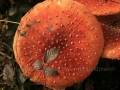 00175 Pilze 0050