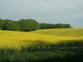 00176 Rapsfeld Erkrath 04
