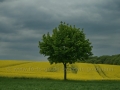 00177 Rapsfeld Erkrath 022