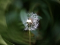 Die einsame Pusteblume