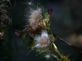 Distel