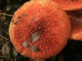 Fliegenpilz