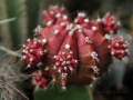 Kakteen Blüten
