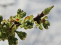 Kirsch Knospen
