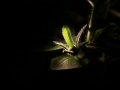 Leuchtende Pflanze
