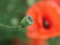 Mohnblume Kapsel