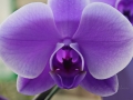 Orchidee