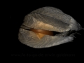Physalis