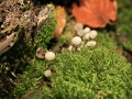 Pilze_0014