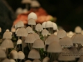 Pilze_0021