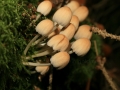 Pilze_0032