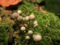 Pilze_0035