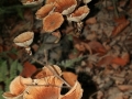 Pilze_0053xxx