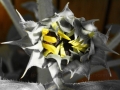 Sonnenblume
