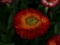 Strohblume.JPG