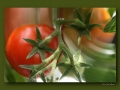 Tomaten