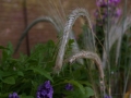 Blüten Balkon 2019
