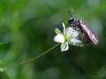 Blüten Balkon 2019
