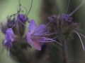 Blüten Balkon 2019