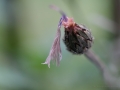 Blüten Balkon 2019