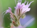 Blüten Balkon 2019